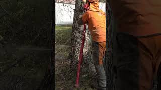 PROFESSIONAL TREE REMOVAL - TREE RIGHT NEXT TO A SCHOOL