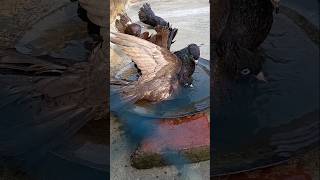 kabuter short video #animalshorts #pigeonshorts   #shortvideo #shorts #petvlogs #youtubeshorts