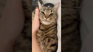 一日中寝てた猫たちと必死に働くママwww #shorts #猫 #cat