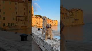 I'm pretty sure my dogs understand English!