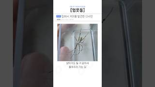 집에서 거미를 발견한 디시인ㄷㄷ