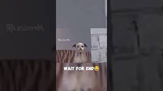dog funny video aseel #funny #chanel #ustadnusratfatehalikhansaab