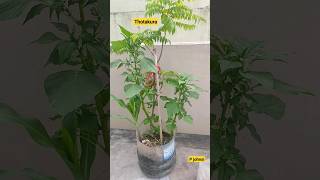 Thotakura  in Terrace Garden#shorts #thotakura #amaranth