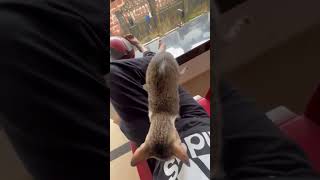 Unni🐱#cat #funny #trendingshorts #funny #petfriendlyhome #pets