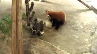 小熊貓萌翻日本 我不是貓熊寶寶啦【大千世界】紅熊貓｜日本動物園