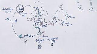 Ascaris lumbricoides Lifecycle ( English ) | Ascariasis | Round Worm
