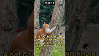 Cat Facts #cat #facts #pets #animalfacts #petfacts #dogfacts #Kitten
