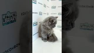 KKM Short Munchkin Longhair Kitten (Female)