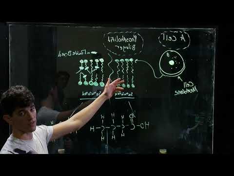 Phospholipid Bilayer and Saturated vs Unsaturated Fatty Acid Tails