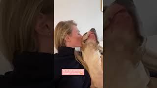 Super happy dogs #happydog  #dog  #funnyvideos  #funnydogs  #cutedog  #doglife  #dogs