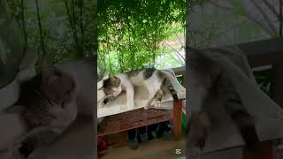 【居候猫アミ♂】定位置で昼寝💤Cat napping in its usual spot