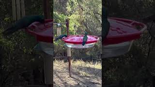 DRINKING HUMMINGBIRDS#birds#nature#bird#viral#video#shorts#short#viralvideo#shortvideo#trending#yt