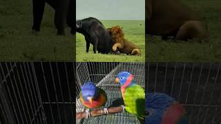 attack animal #lion #wildlife #animals #wildanimals #youtubeshorts #shorts