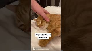 Is your cat like this? #cat #shorts #cats #dailyfunny #catvideos #funnycats