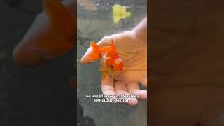 Scrat will be our GOLDFISH PIONEER