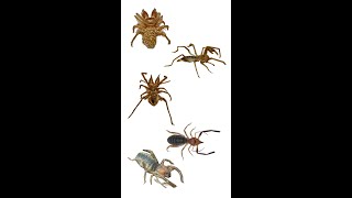 Different Family Names Of Solifugae | Known As Camel Spiders | Solifuges