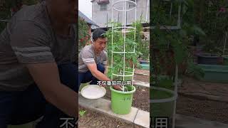 番茄開花後，用點高磷高鈣骨粉，它能促花保果，提升坐果力，開花結果類的蔬菜都能用#蔬菜種植 #骨粉 #