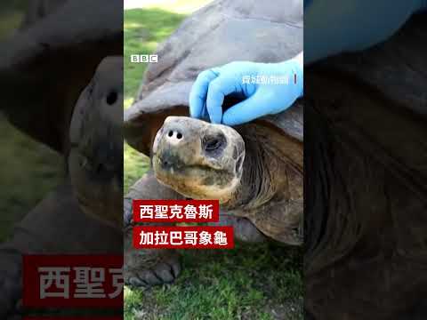 美國動物園近百歲象龜成新手父母－ BBC News 中文