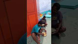 "INDIAN MACKEREL" Fry In Fishing Boat 🥰 #fishdishes #shortsviral #seafood