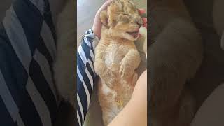 🦁🦁🦁I love milk🥛 #lioncub #lion #kitten #foryou #fpy #cute #kitty #zoo #adorable
