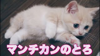 マンチカン子猫のとろちゃんがやってきた！