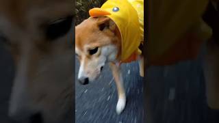 雨の日はひよこになるかわちいウチ🐥❣️#柴犬 #柴犬mix #耳以外柴 #shorts