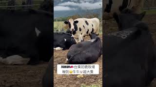 #旅行 #動物 #牛 #乳牛 #台灣 #旅遊 #台東景點 #初鹿牧場 #台東 #牧場