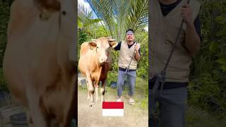 potong sapi qur84n besar banget !