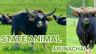 State animal of Arunachal Pradesh.#mithun #Arunachal #mithunanimal #studyplus