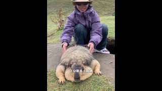 土拨鼠被游客喂成了“土拨猪”   #土拨鼠 #涨知识