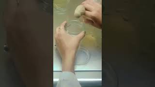 laminar work 😊✨🧫 #like  #shorts #science #subscribe #internshipindia #internship #biotechnolog #gate