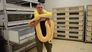 Thousands of Snakes at BHB Reptiles - CrittaCam