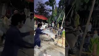 MASHALLAH 😍 CHAND BAIL UNLOADING #cow #bull #attack #shorts