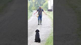 Walk away from the puppy to get recall! #puppytraining #puppy #labpuppy #dogtraining #dogs #shorts