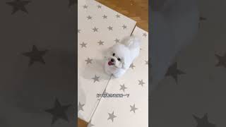当e狗接到i狗的电话邀约～39度只能到商场遛狗啦#萌宠 #动物的迷惑行为 #狗狗的日常