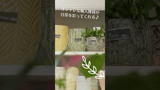 落ち着く植物でお出迎え！カフェスペースもある１階をご紹介！　#shorts