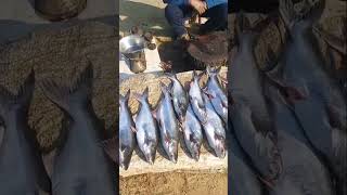 #shortvideo#fish#viralvedio#viral#song#short#youtubeshorts#nonveg#dehativlogvideo