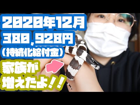 2020年12月のYouTube＋アフィリエイト収益報告＜380,928円＞持続化給付金