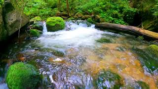 The sounds of nature music, water and birds，relaxation、yoga,大自然的聲音，水聲和鳥叫聲，適合放松身心、學習、練習瑜伽、冥想、午後休息