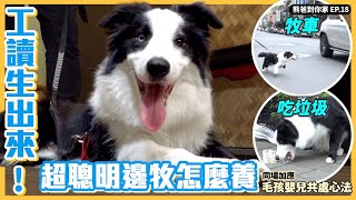 熊爸到你家EP.18｜牧車？護食？ 比人還聰明的邊牧怎麼養？｜熊爸估狗