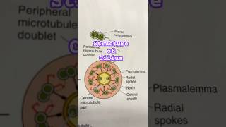 Cilium structure #csirlifescience #cilia #gatelifesciences #biology #biologynotes
