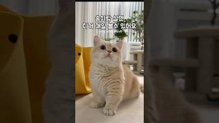 E고양이의 정석 #먼치킨 #고양이#munchkin#cat