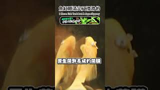 魚缸大掃除後才隔2天，為什麼缸壁又變成滑滑的？ Why I Clean Fish Tank, but 2 days slippery again? #shorts