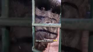 gorilla ayo #newmemes #funny #memes #goviral #viral #solsrng #aura #rng #Idjots