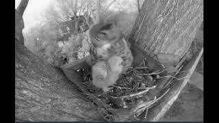 Great Horned Owl Family Breakfast