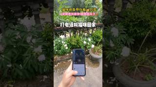 打電話叫貓咪回家💖！一定要看到最後！震驚我兩次💥……網友：我第一次當貓，慢點😱 #cat #cute #funny #shorts #catshorts #funnyshorts