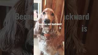 dontbe sad🥺! #shorts##blowup #cute #dogsofyoutube #viral #daffy #roadto1m