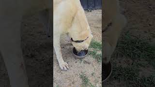 Here comes advice from the experts #narrowayhomestead #offgridlife #experts #dogtrainer #advice