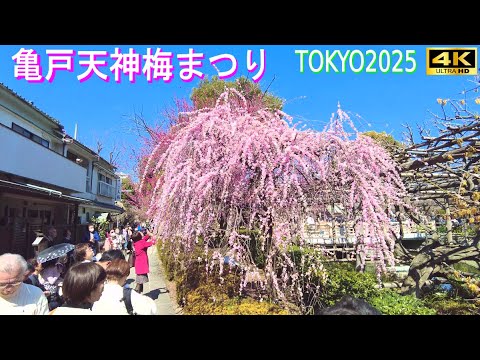 4K60【亀戸天神】梅まつり 2025