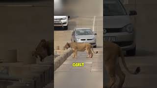 Lion Mom’s Desperate Search#Lion #LionCub #WildlifeEmotion